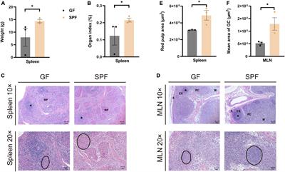 Effects of the commensal microbiota on spleen and mesenteric lymph node immune function: investigation in a germ-free piglet model